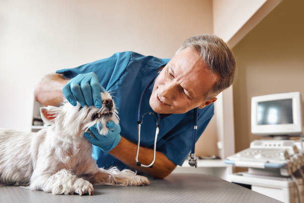 Best Emergency Treatment for Dental Infections or Abscesses in Decatur, IN